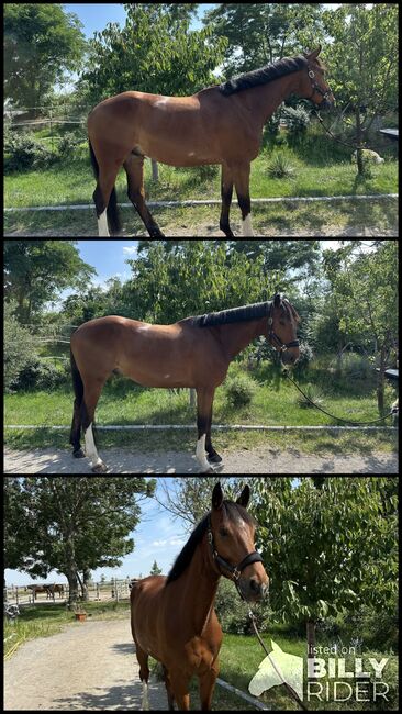 5 jähriger Wallach, Michael , Horses For Sale, Seibersdorf, Image 4