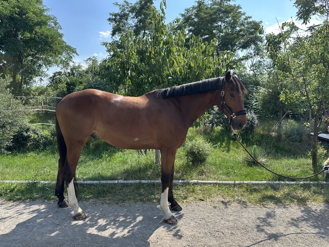 5 jähriger Wallach, Michael , Horses For Sale, Seibersdorf, Image 3