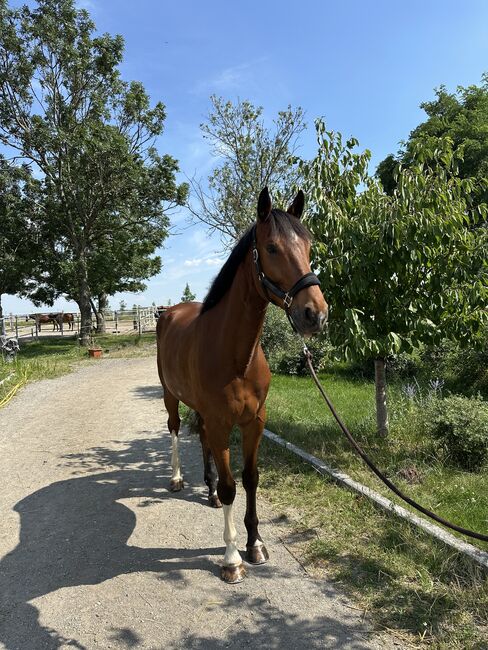 5 jähriger Wallach, Michael , Horses For Sale, Seibersdorf, Image 2