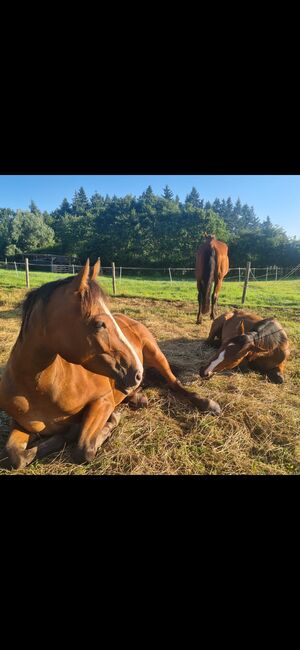 5 jährigen Wallach Endmaßpony, Franziska, Horses For Sale, Ahrensbök , Image 2