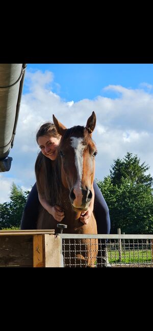 5 jährigen Wallach Endmaßpony, Franziska, Horses For Sale, Ahrensbök , Image 3