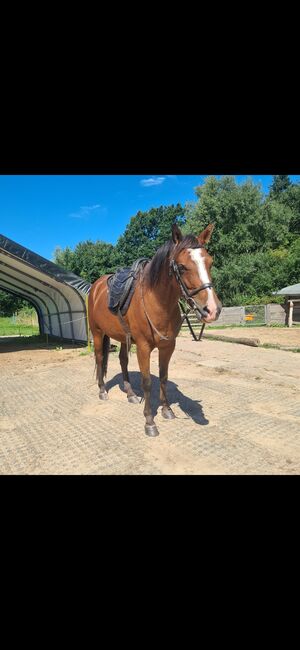 5 jährigen Wallach Endmaßpony, Franziska, Horses For Sale, Ahrensbök , Image 4