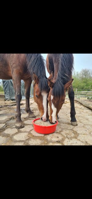 5 jährigen Wallach Endmaßpony, Franziska, Horses For Sale, Ahrensbök , Image 9