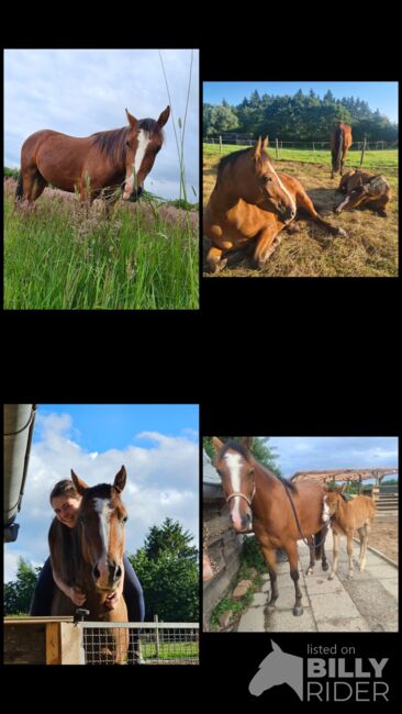 5 jährigen Wallach Endmaßpony, Franziska, Horses For Sale, Ahrensbök , Image 10