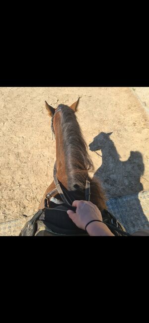 5 jährigen Wallach Endmaßpony, Franziska, Horses For Sale, Ahrensbök , Image 5