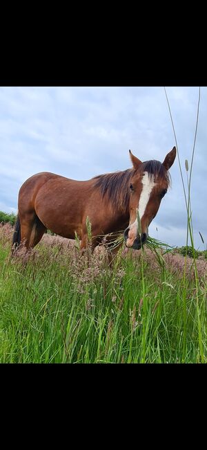 5 jährigen Wallach Endmaßpony, Franziska, Horses For Sale, Ahrensbök 