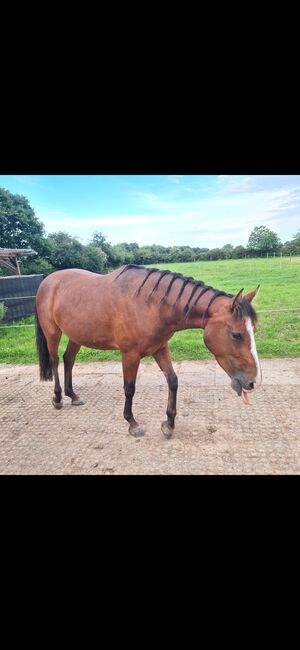 5 jährigen Wallach Endmaßpony, Franziska, Horses For Sale, Ahrensbök , Image 6