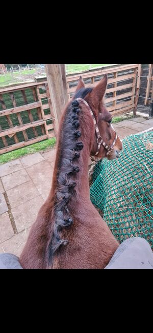 5 jährigen Wallach Endmaßpony, Franziska, Horses For Sale, Ahrensbök , Image 7