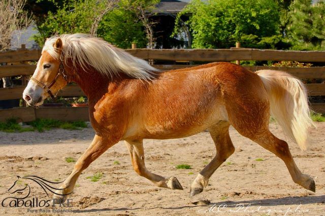 5 jähriger, kräftiger Haflinger, angeritten, Wallach, Thomas Adams (Caballos PRE), Horses For Sale, Bell, Image 4