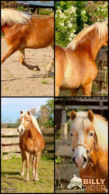 5 jähriger, kräftiger Haflinger, angeritten, Wallach, Thomas Adams (Caballos PRE), Horses For Sale, Bell, Image 9