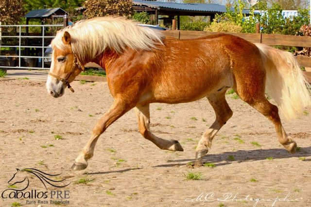 5 jähriger, kräftiger Haflinger, angeritten, Wallach, Thomas Adams (Caballos PRE), Horses For Sale, Bell