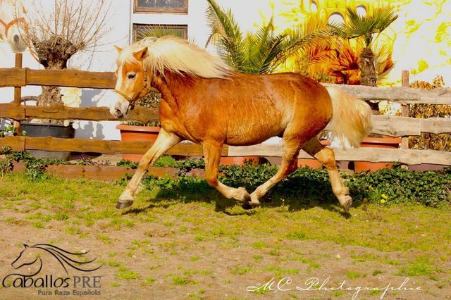5 jähriger, kräftiger Haflinger, angeritten, Wallach, Thomas Adams (Caballos PRE), Horses For Sale, Bell, Image 7