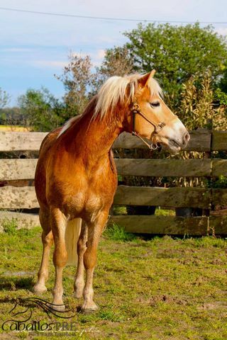 5 jähriger, kräftiger Haflinger, angeritten, Wallach, Thomas Adams (Caballos PRE), Horses For Sale, Bell, Image 6