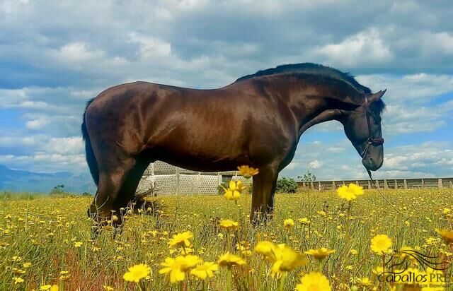 5 jähr. barocker PRE Hengst - GGA angeritten, Thomas Adams (Caballos PRE), Pferd kaufen, Bell, Abbildung 4