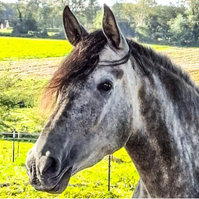 5 jährige PRE Stute, RW, Pferd kaufen, Oberhausen