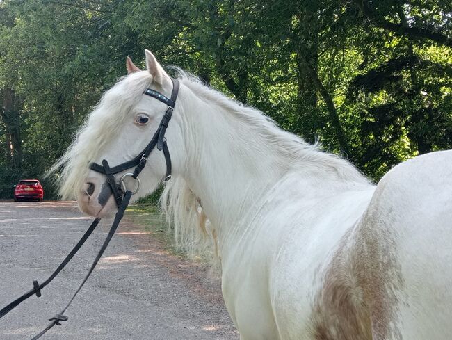 5 jarige Tinker merrie 1,30 groot speciale kleur, Harry, Pferd kaufen, Ter Apel, Abbildung 6