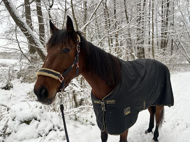 5 jährige warmblütige Traberstute, Anja, Pferd kaufen, Schwentinental , Abbildung 7