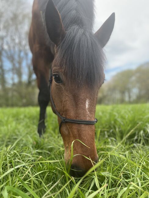 5 jährige warmblütige Traberstute, Anja, Pferd kaufen, Schwentinental , Abbildung 5