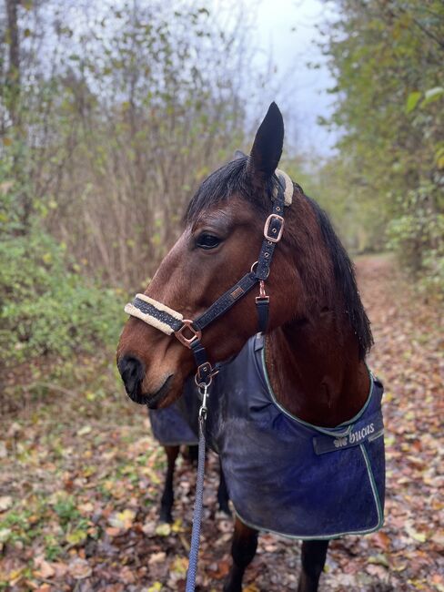 5 jährige warmblütige Traberstute, Anja, Pferd kaufen, Schwentinental , Abbildung 10