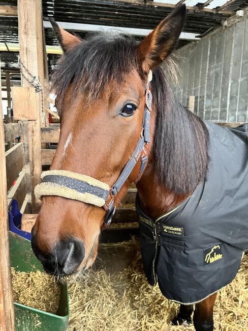 5 jährige warmblütige Traberstute, Anja, Pferd kaufen, Schwentinental , Abbildung 9
