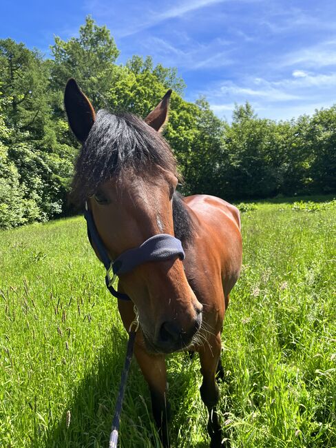 5 jährige warmblütige Traberstute, Anja, Pferd kaufen, Schwentinental , Abbildung 3
