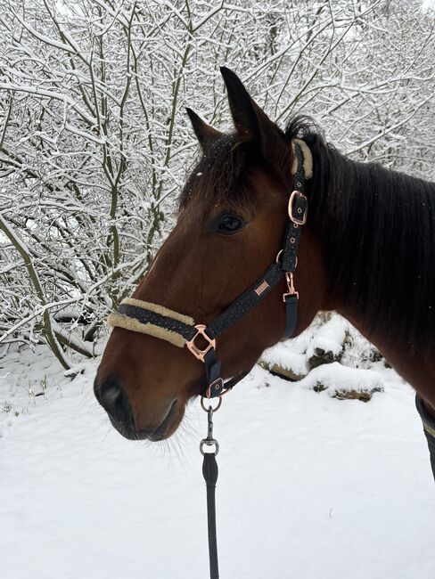 5 jährige warmblütige Traberstute, Anja, Pferd kaufen, Schwentinental , Abbildung 6