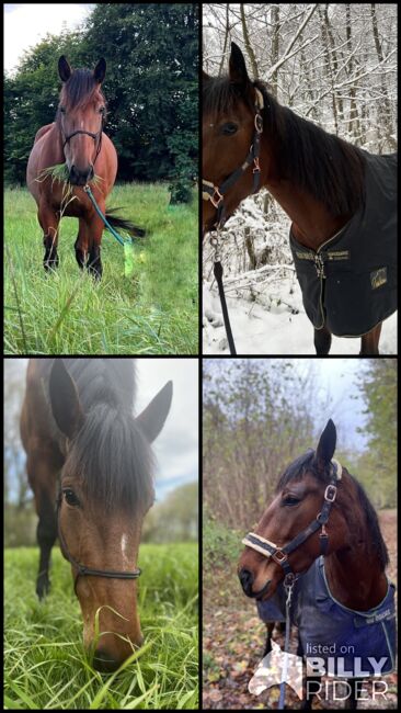 5 jährige warmblütige Traberstute, Anja, Pferd kaufen, Schwentinental , Abbildung 11