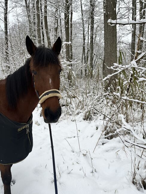 5 jährige warmblütige Traberstute, Anja, Pferd kaufen, Schwentinental , Abbildung 8