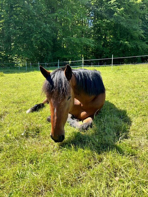 5 jährige warmblütige Traberstute, Anja, Pferd kaufen, Schwentinental , Abbildung 2