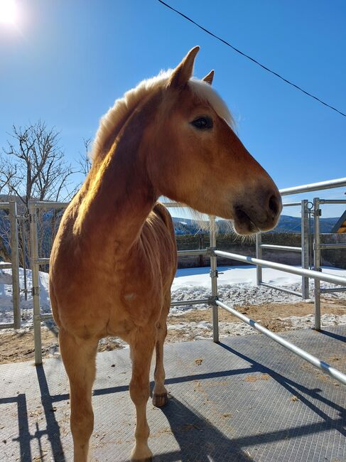 5 jähriger Haflinger Wallach zu verkaufen, Flora Stübl, Pferd kaufen, Rettenegg, Abbildung 8