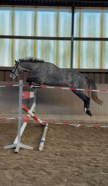 5 jähriger Holsteiner Wallach, Cassidy , Pferd kaufen, Bremen 