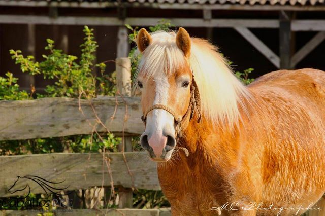 5 jähriger, kräftiger Haflinger, angeritten, Wallach, Thomas Adams (Caballos PRE), Pferd kaufen, Bell, Abbildung 3