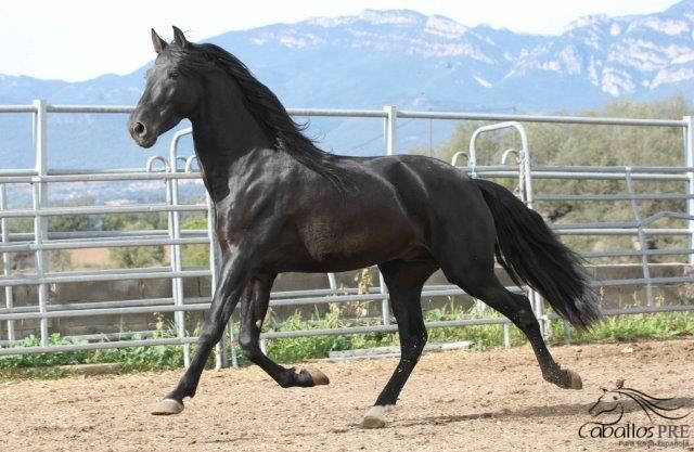 5 jähriger PRE Hengst - angeritten - Traum in Schwarz, Thomas Adams (Caballos PRE), Pferd kaufen, Bell, Abbildung 3