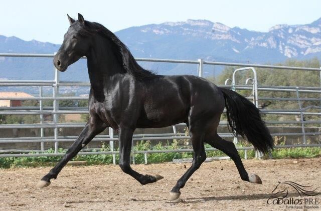 5 jähriger PRE Hengst - angeritten - Traum in Schwarz, Thomas Adams (Caballos PRE), Pferd kaufen, Bell, Abbildung 5