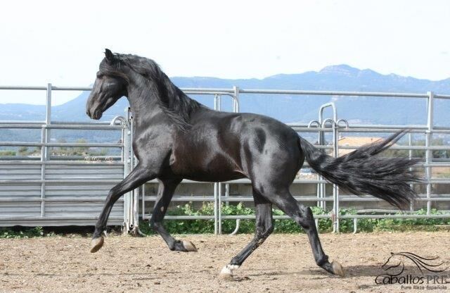 5 jähriger PRE Hengst - angeritten - Traum in Schwarz, Thomas Adams (Caballos PRE), Pferd kaufen, Bell, Abbildung 2