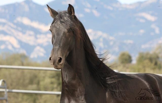 5 jähriger PRE Hengst - angeritten - Traum in Schwarz, Thomas Adams (Caballos PRE), Pferd kaufen, Bell, Abbildung 7