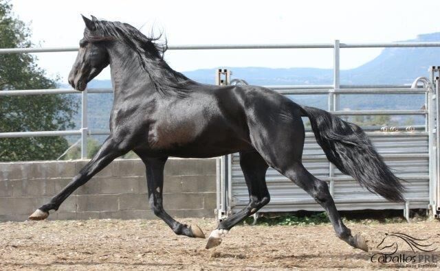 5 jähriger PRE Hengst - angeritten - Traum in Schwarz, Thomas Adams (Caballos PRE), Pferd kaufen, Bell, Abbildung 4