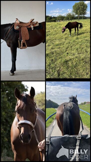 5 Jähriger Quarter Horse Wallach, Sabine Joksch, Pferd kaufen, Aying, Abbildung 6