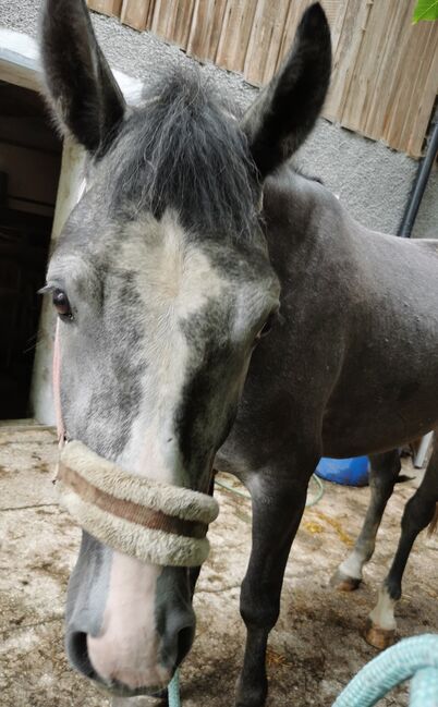 5 Jähriger Warmblut-Wallach, Isabella , Pferd kaufen, Waidhofen an der Ybbs, Abbildung 2