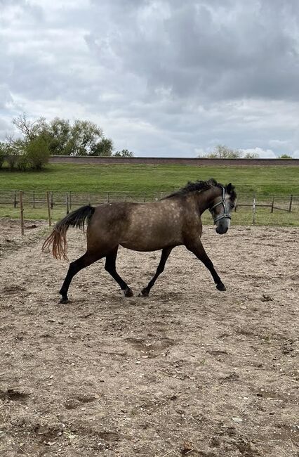 5-jähriges holländisches Reitpony sucht neuen Herzensmenschen, Jenny, Pferd kaufen, Langenfeld, Abbildung 2