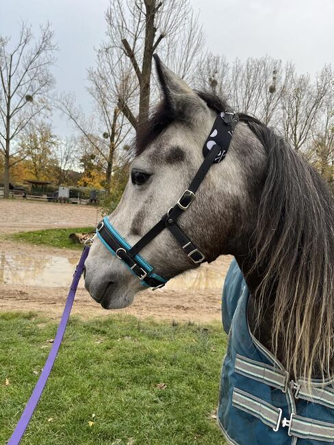 5-jähriges holländisches Reitpony sucht neuen Herzensmenschen, Jenny, Pferd kaufen, Langenfeld