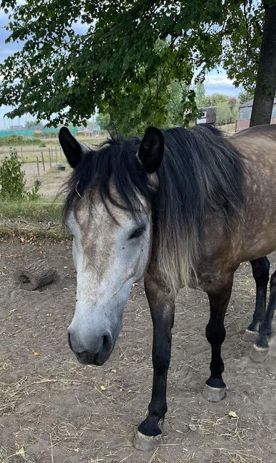 5-jähriges holländisches Reitpony sucht neuen Herzensmenschen, Jenny, Pferd kaufen, Langenfeld, Abbildung 3