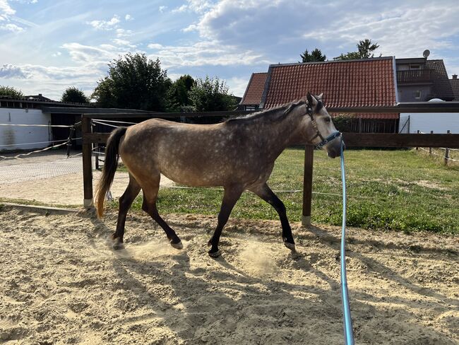 5-jähriges holländisches Reitpony sucht neuen Herzensmenschen, Jenny, Pferd kaufen, Langenfeld, Abbildung 5