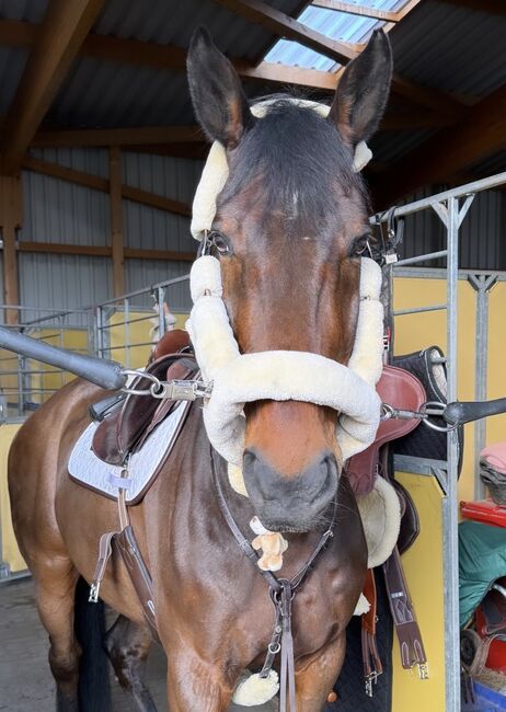 5-Jähriger Wallach sucht liebevolles Zuhause, Emi Lebfeld , Horses For Sale, Pinneberg