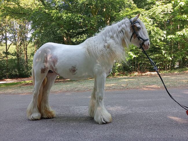 5 jarige Tinker merrie 1,30 groot speciale kleur, Harry, Horses For Sale, Ter Apel, Image 2