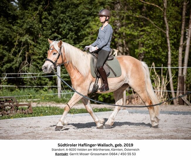 5jähriger Südtiroler Haflinger-Wallach, Andrea, Horses For Sale, Velden am Wörthersee, Image 4