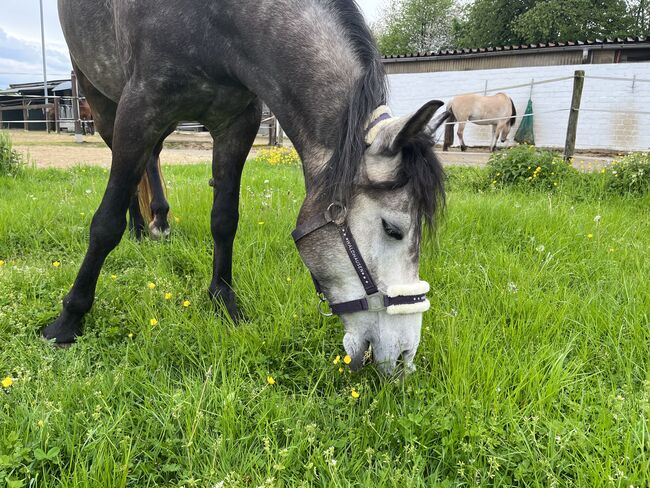 5-jähriges holländisches Reitpony sucht neuen Herzensmenschen, Jenny, Konie na sprzedaż, Langenfeld, Image 4