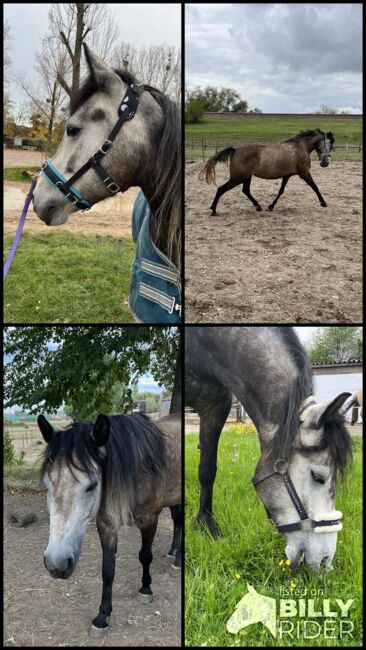 5-jähriges holländisches Reitpony sucht neuen Herzensmenschen, Jenny, Konie na sprzedaż, Langenfeld, Image 6