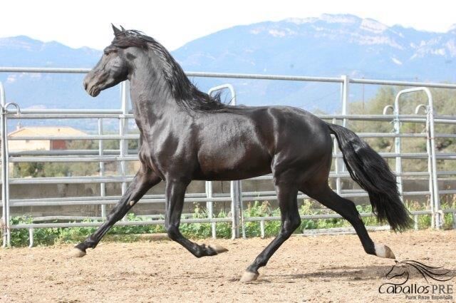 5 jähriger PRE Hengst - angeritten - Traum in Schwarz, Thomas Adams (Caballos PRE), Konie na sprzedaż, Bell, Image 6