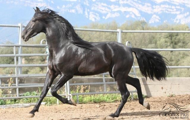 5 jähriger PRE Hengst - angeritten - Traum in Schwarz, Thomas Adams (Caballos PRE), Konie na sprzedaż, Bell